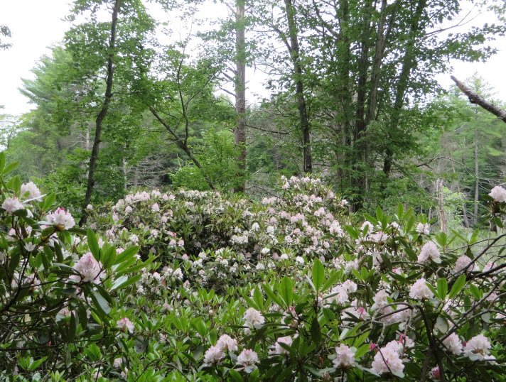 Harvey Butler Rhododendron Sanctuary , United States